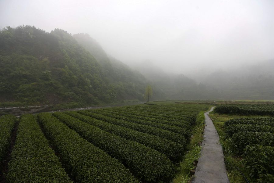農(nóng)行重慶秀山支行通過公司、基地、農(nóng)戶支持當(dāng)?shù)剞r(nóng)民走上脫民致富